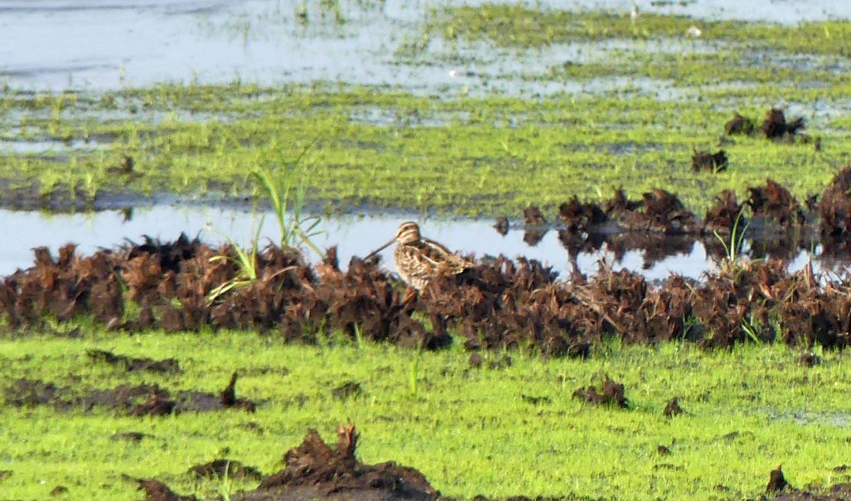 Wilson's Snipe - ML258276311