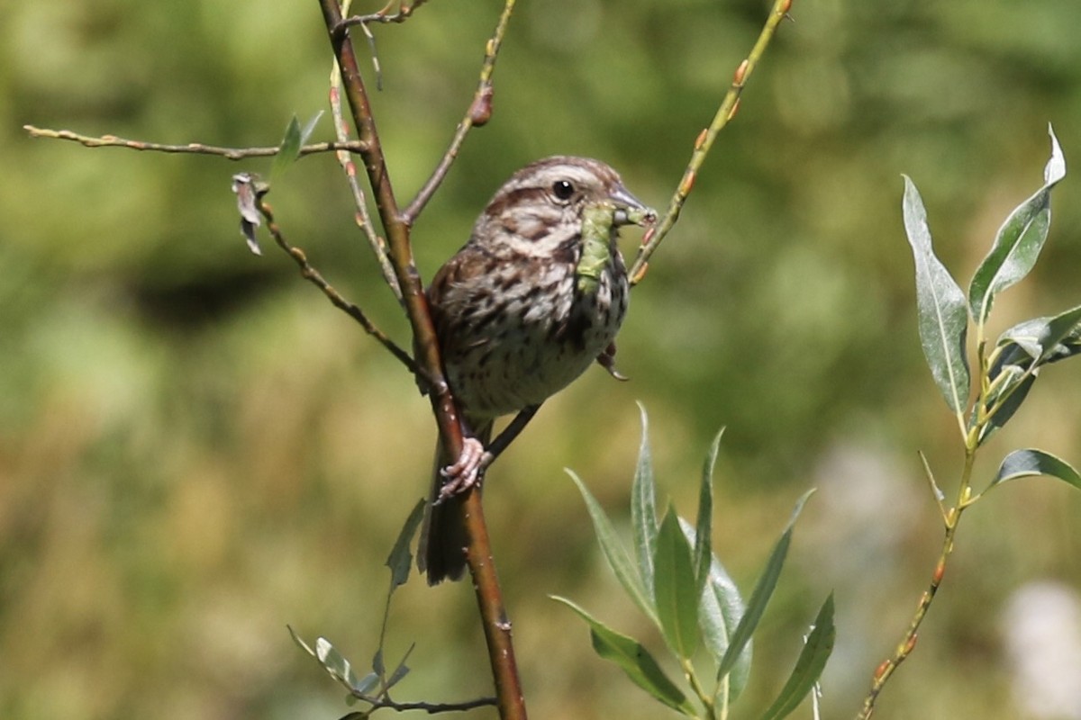 Song Sparrow - ML258277091