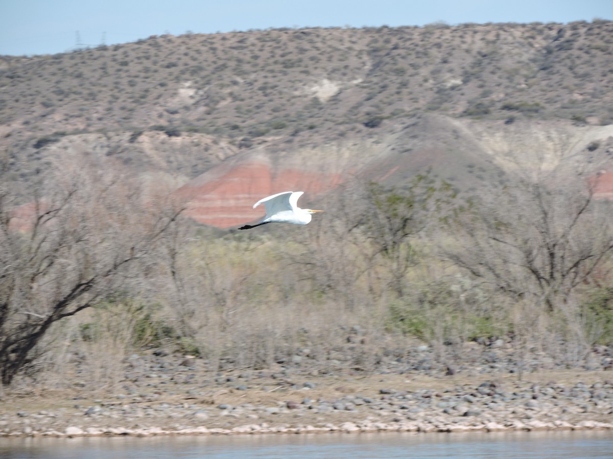 Great Egret - Mónica  Cobelli