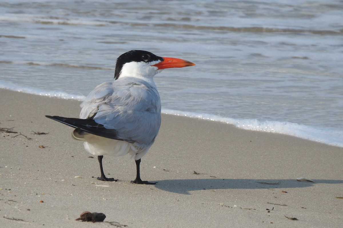 Caspian Tern - David  Clark