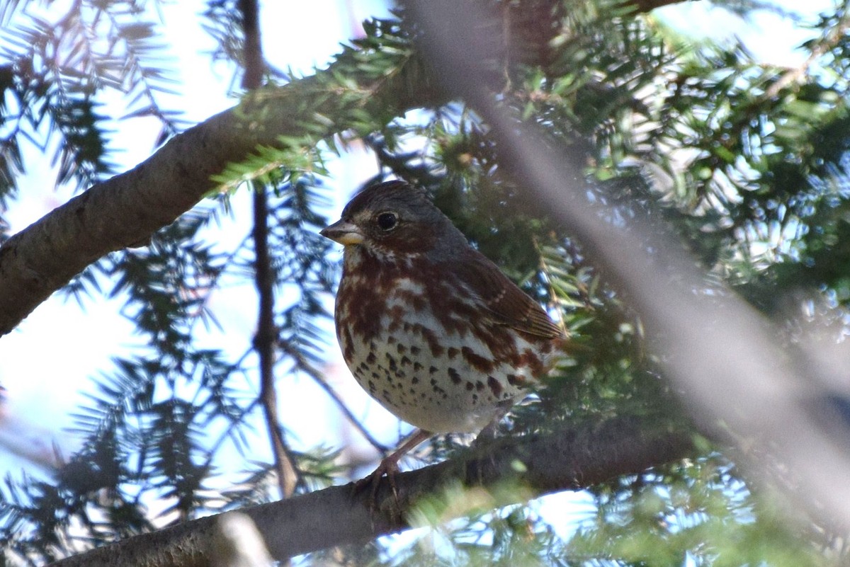 Fox Sparrow - irina shulgina