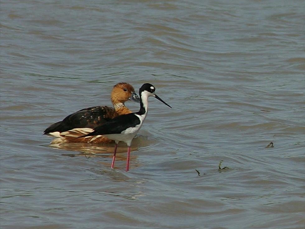 Black-necked Stilt - ML258280001