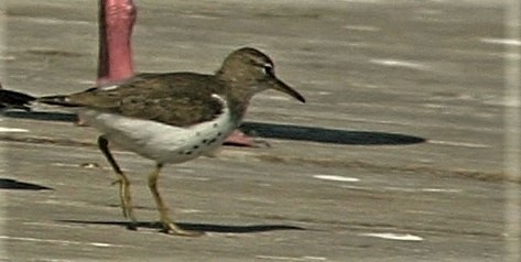 Spotted Sandpiper - ML258280211