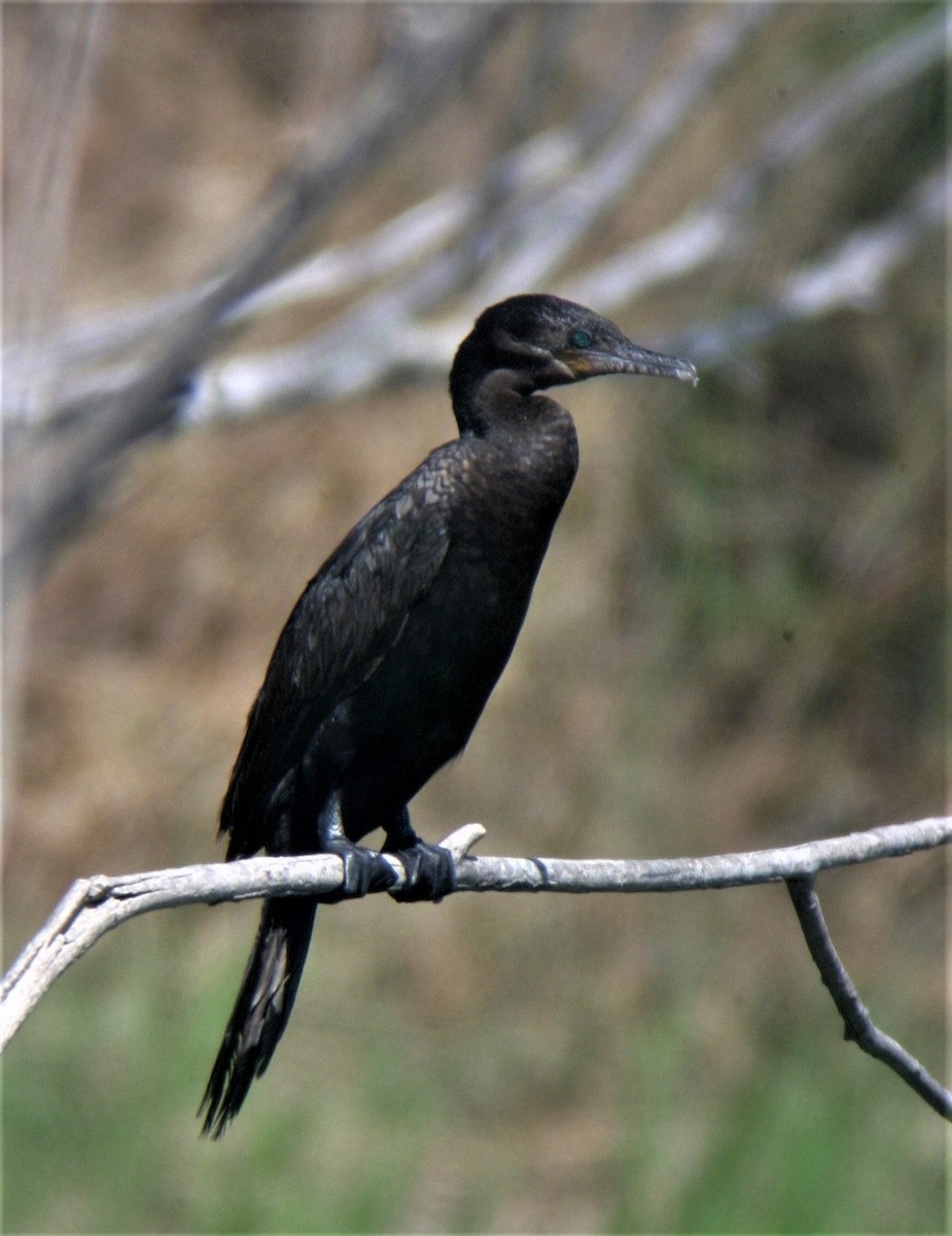 Neotropic Cormorant - ML258280261