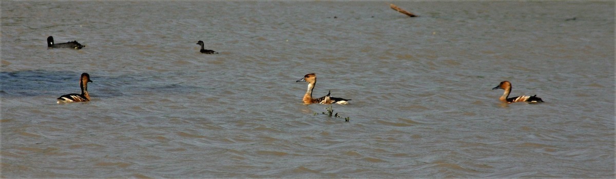 Fulvous Whistling-Duck - ML258280311