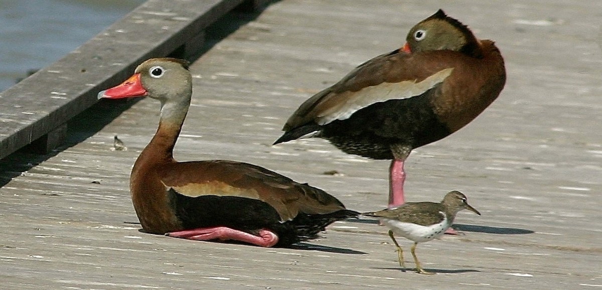 Black-bellied Whistling-Duck - ML258280321
