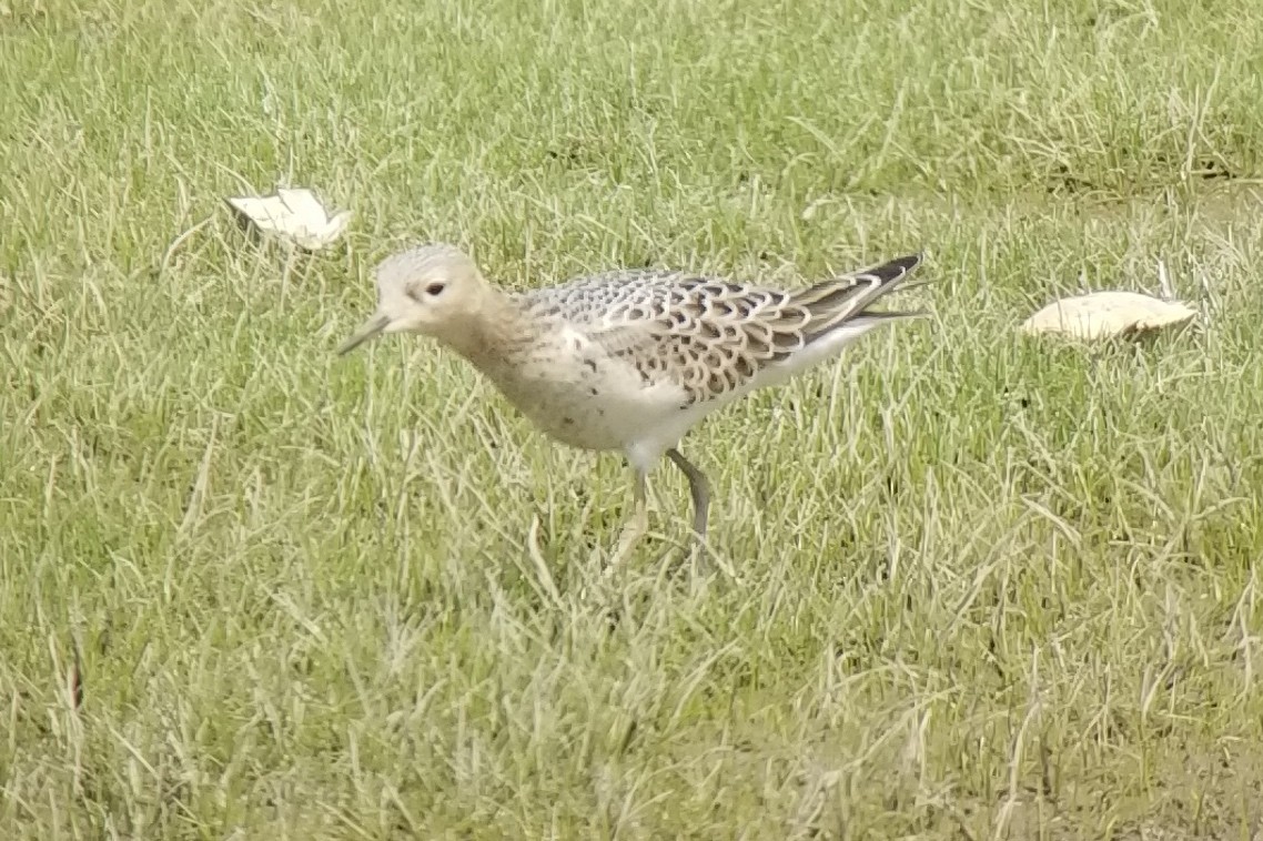 Buff-breasted Sandpiper - ML258281511