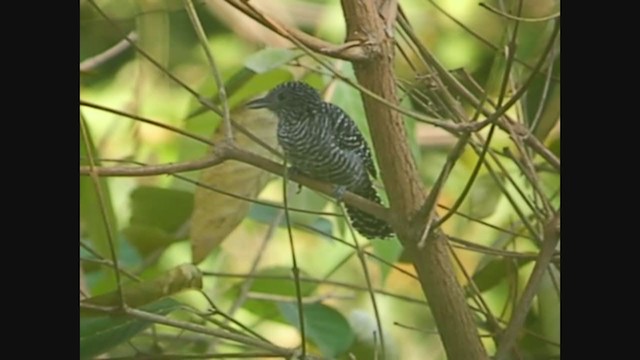 Bar-crested Antshrike - ML258282041
