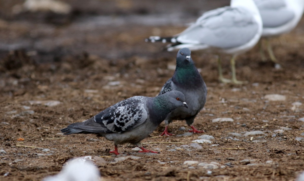 Rock Pigeon (Feral Pigeon) - Jay McGowan