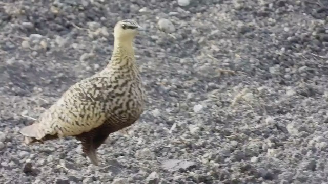 Yellow-throated Sandgrouse - ML258282831