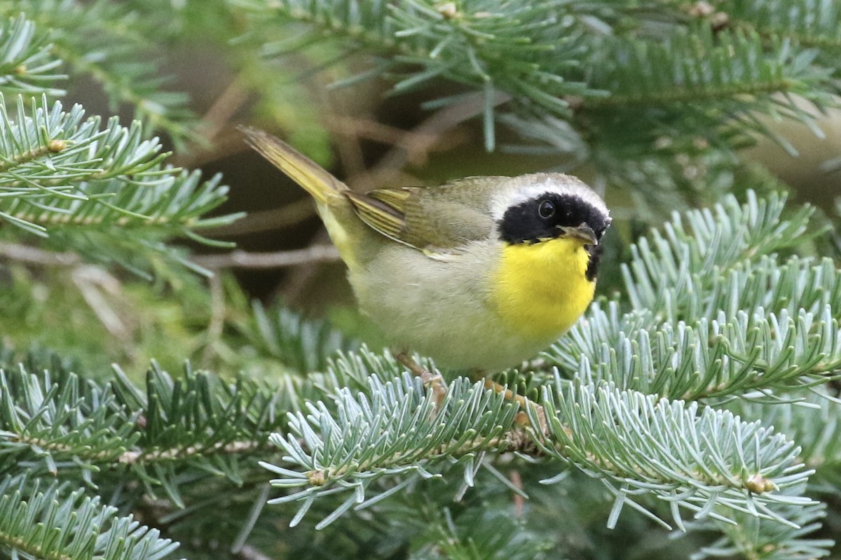 Common Yellowthroat - ML258284131