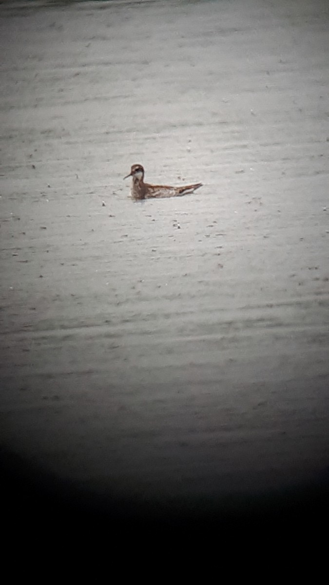 Red-necked Phalarope - ML258286161