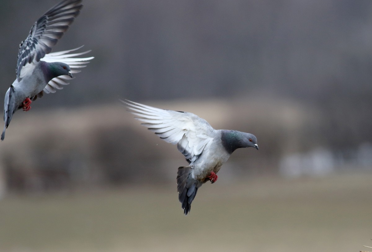 Rock Pigeon (Feral Pigeon) - Jay McGowan