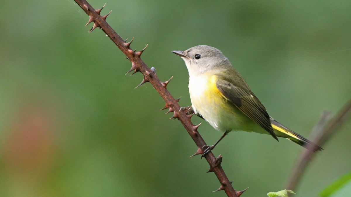 American Redstart - ML258288121