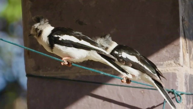 Gray-crested Helmetshrike - ML258288431