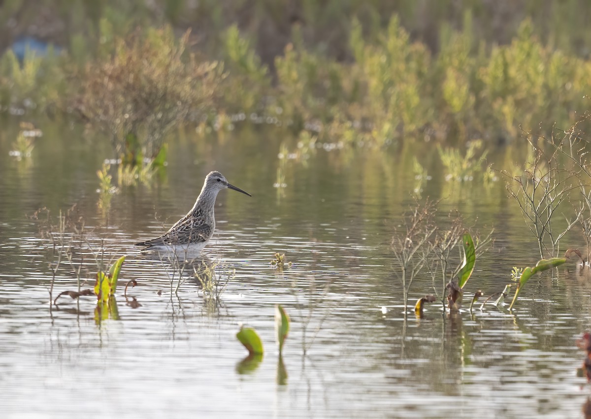 Stilt Sandpiper - Brian Kulvete