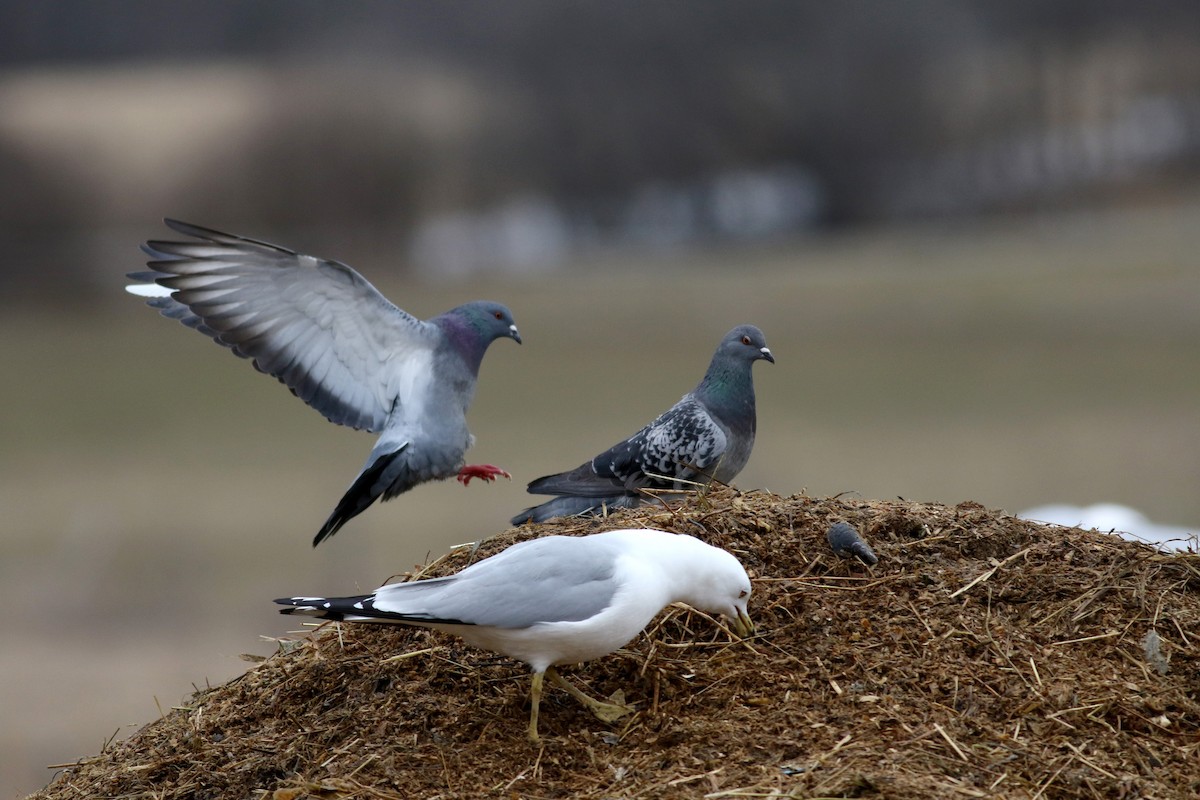 Rock Pigeon (Feral Pigeon) - Jay McGowan