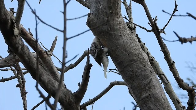 White-headed Barbet - ML258290131