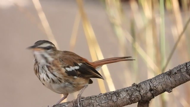 Red-backed Scrub-Robin - ML258291241