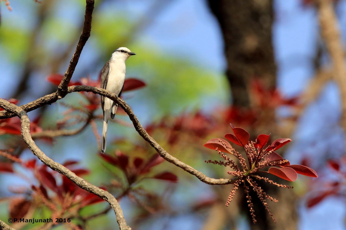 Brown-rumped Minivet - Prabhakar Manjunath