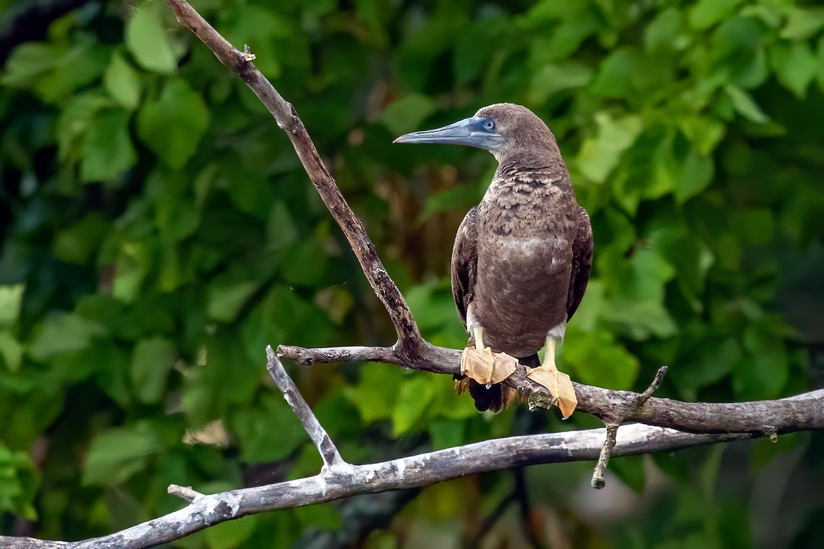 Brown Booby - Brad Imhoff