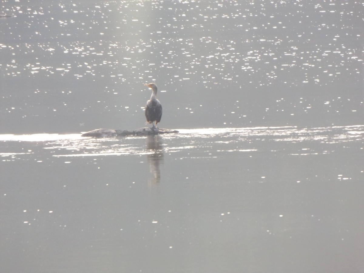 Double-crested Cormorant - ML258293131
