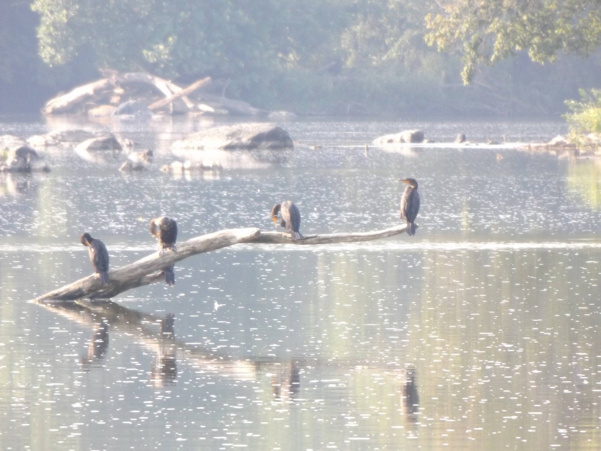 Double-crested Cormorant - ML258293141