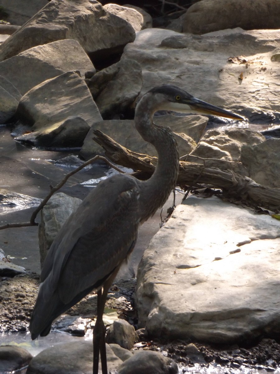 Great Blue Heron - ML258293231