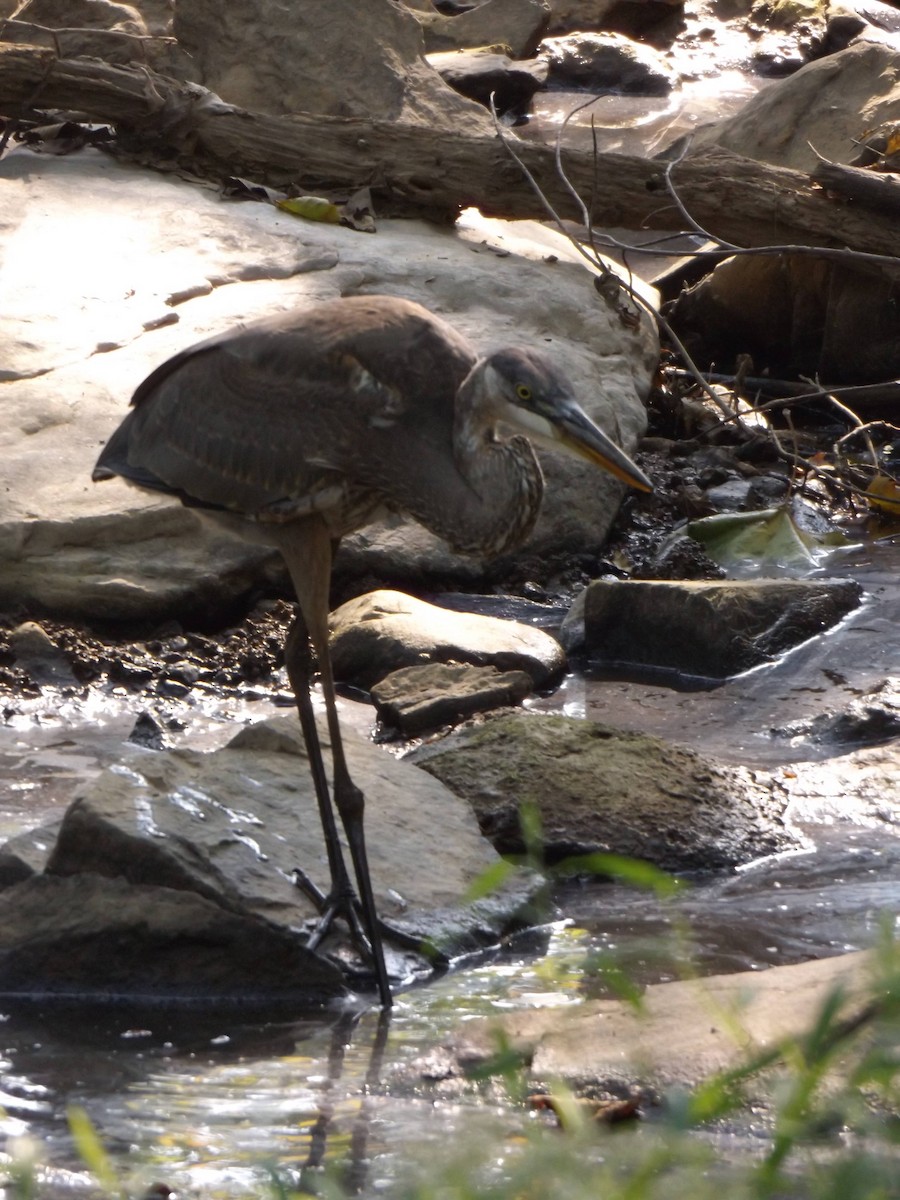 Great Blue Heron - ML258293251