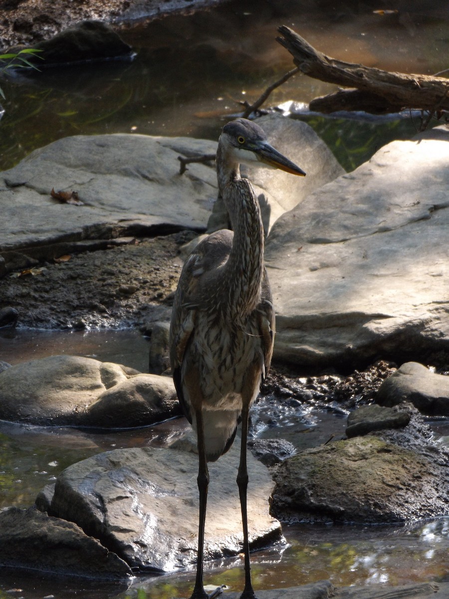 Great Blue Heron - ML258293301