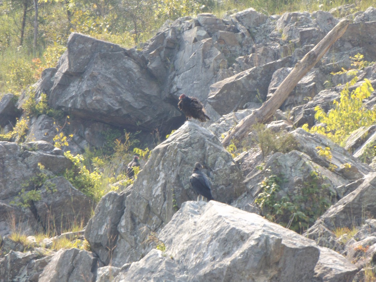 Turkey Vulture - ML258293321
