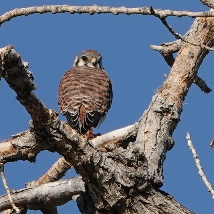 American Kestrel - ML258293571