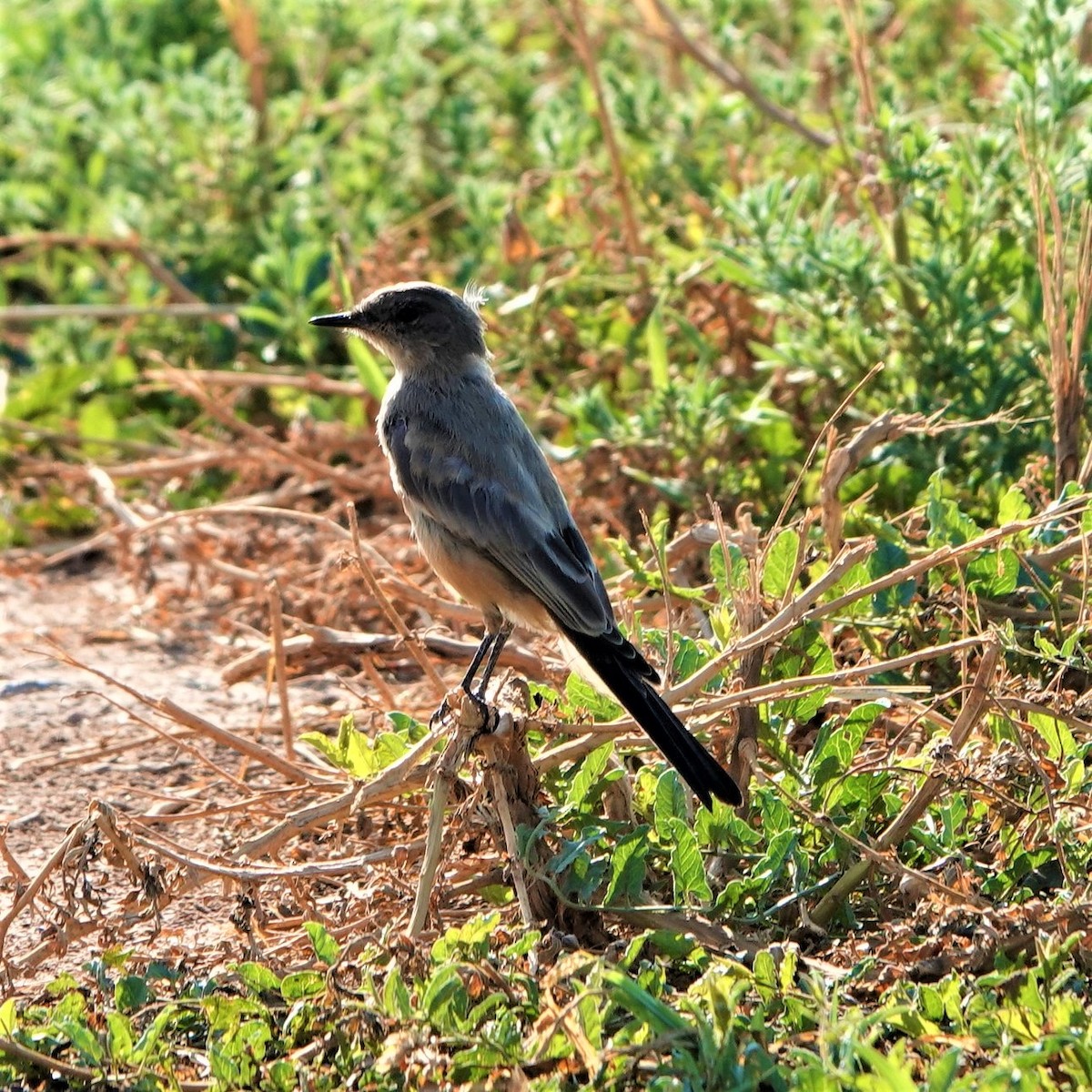 Say's Phoebe - ML258293631