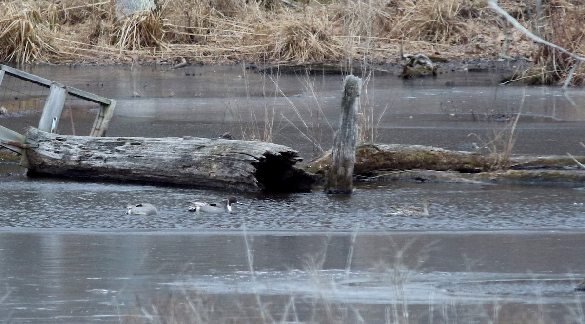 Northern Pintail - ML25829381