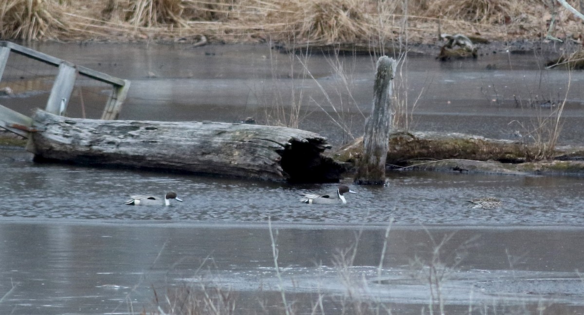 Northern Pintail - ML25829391