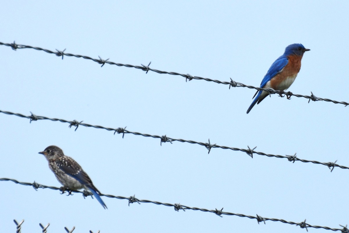 Eastern Bluebird - ML258294071