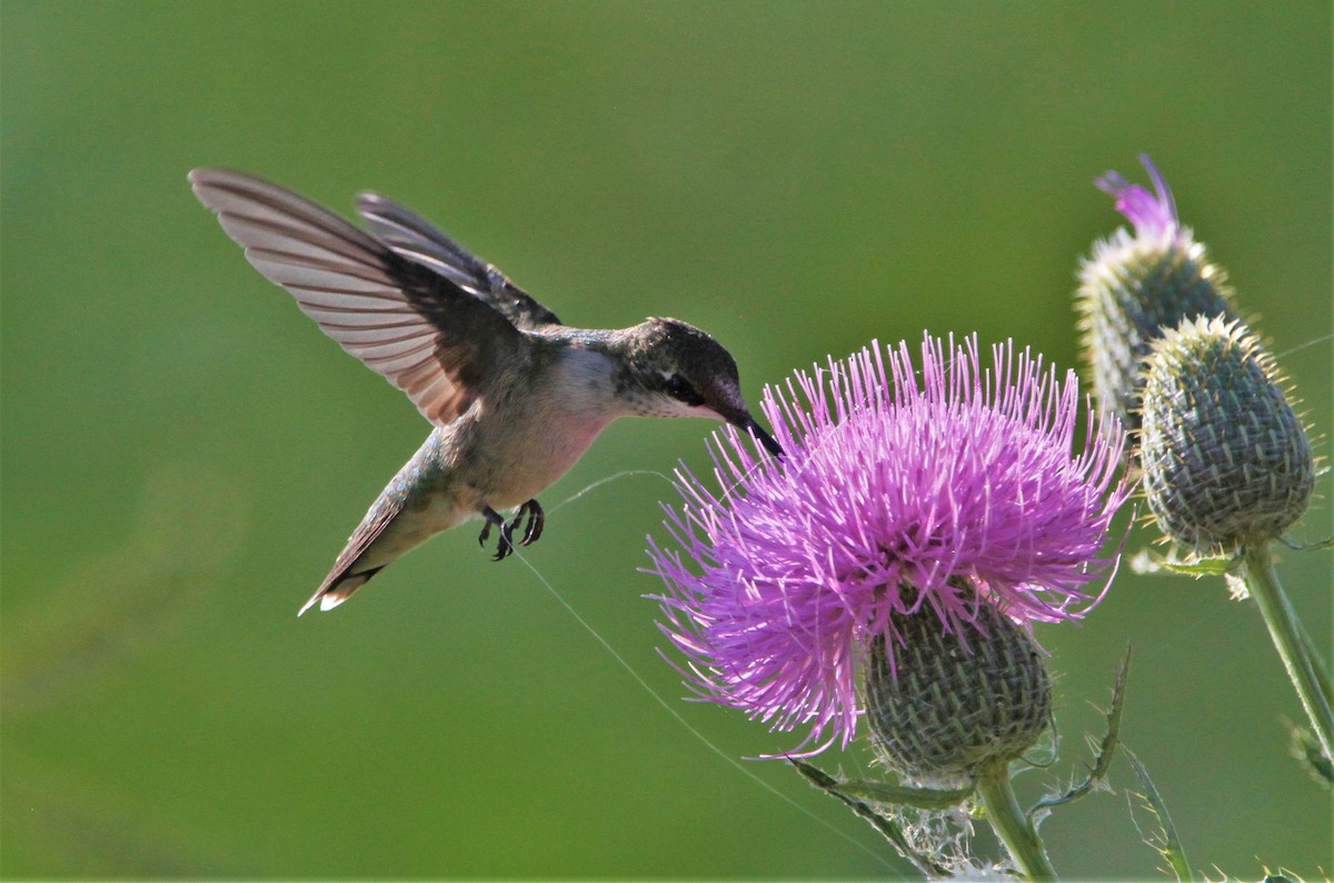 Ruby-throated Hummingbird - ML258294341