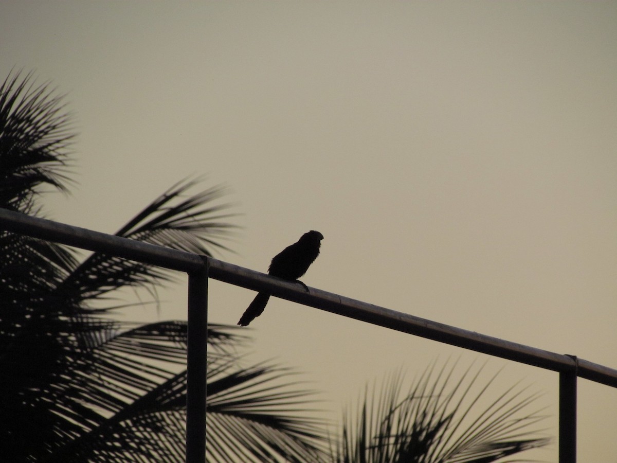 Smooth-billed Ani - ML258294431