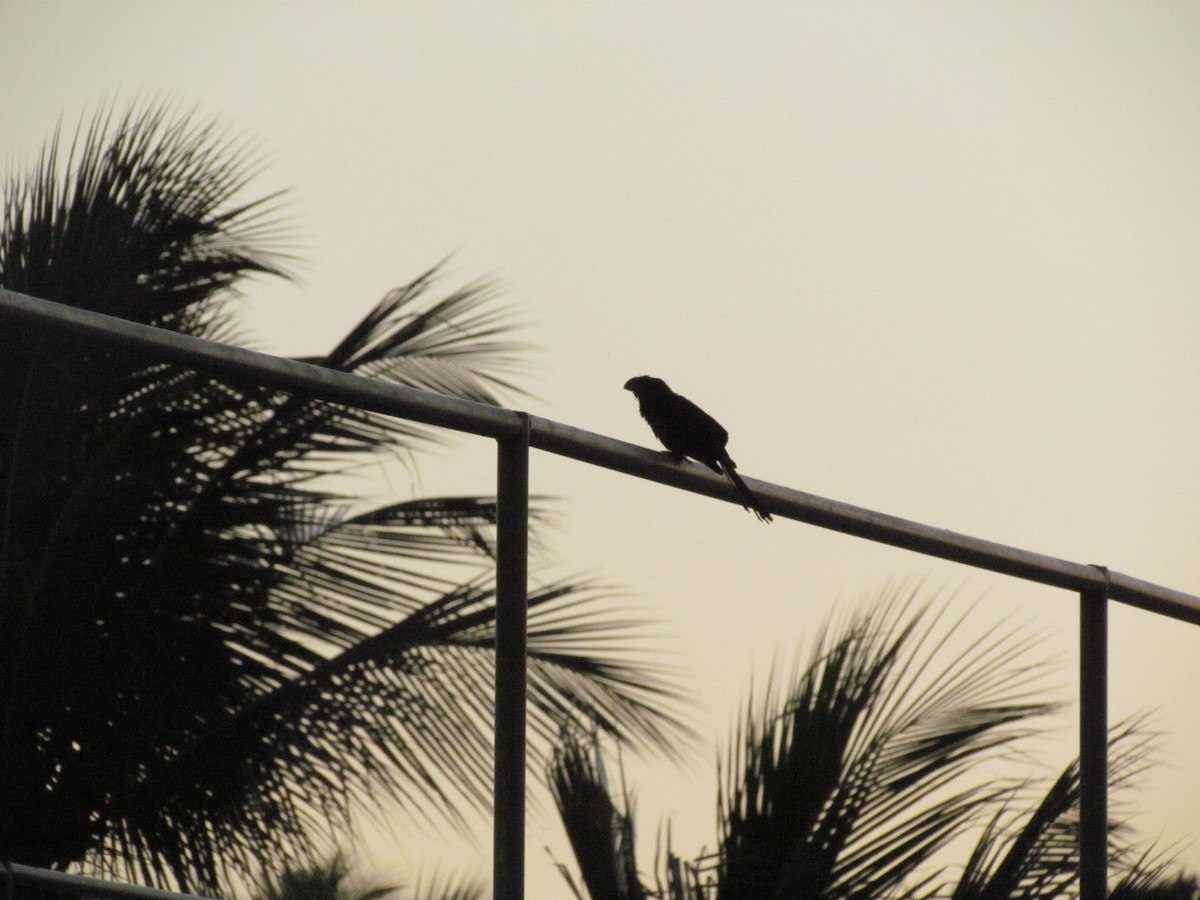 Smooth-billed Ani - ML258294481