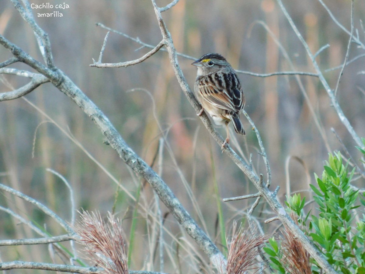 Grassland Sparrow - ML258296001