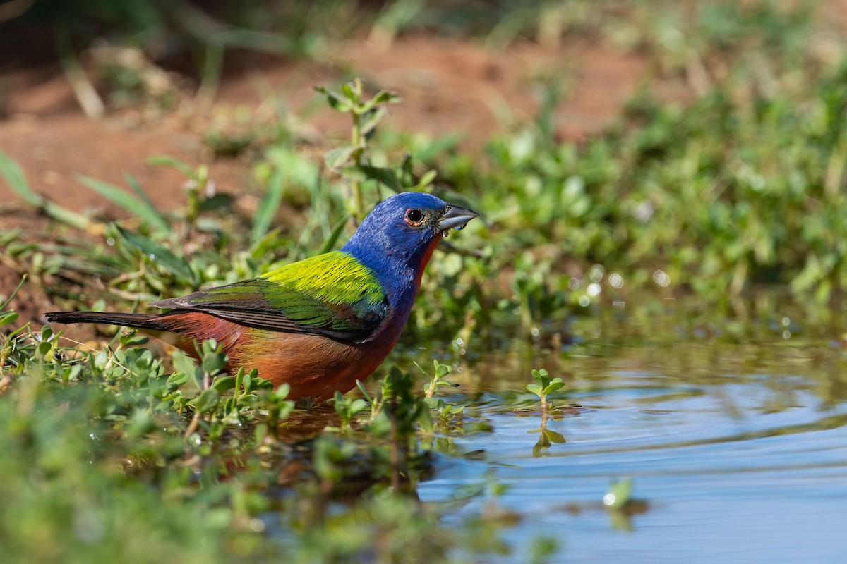Painted Bunting - ML258296351
