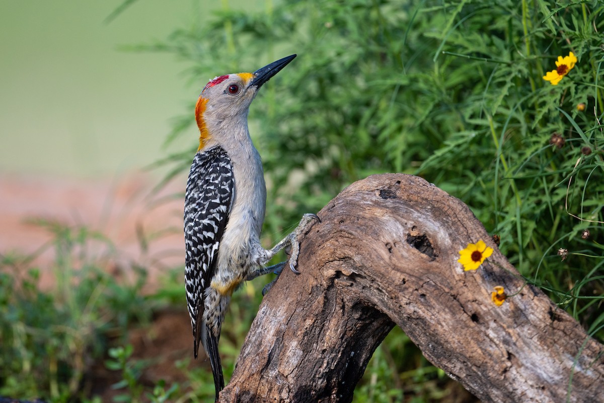 Golden-fronted Woodpecker - ML258296641