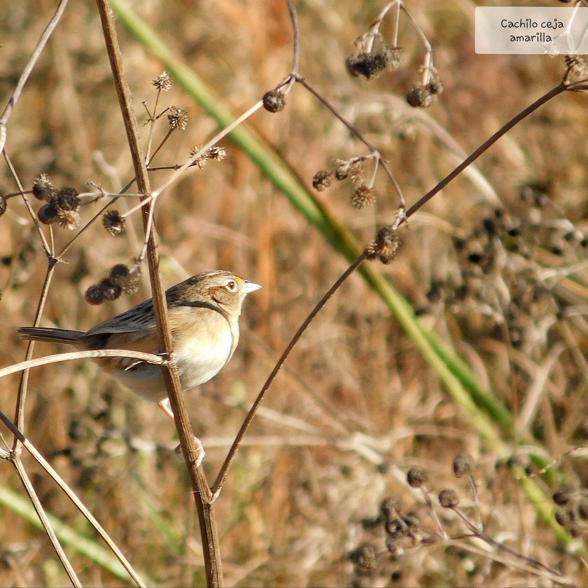 Grassland Sparrow - Pablo Bruni