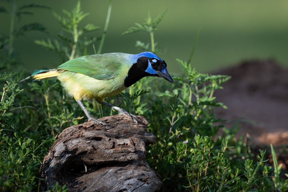 Green Jay - ML258297101