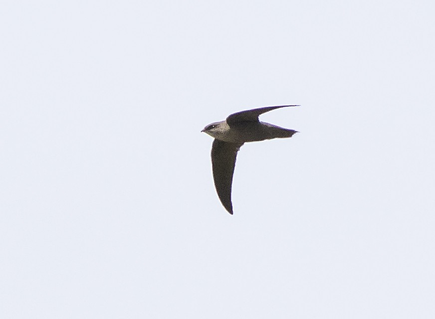 Chimney Swift - John Gluth