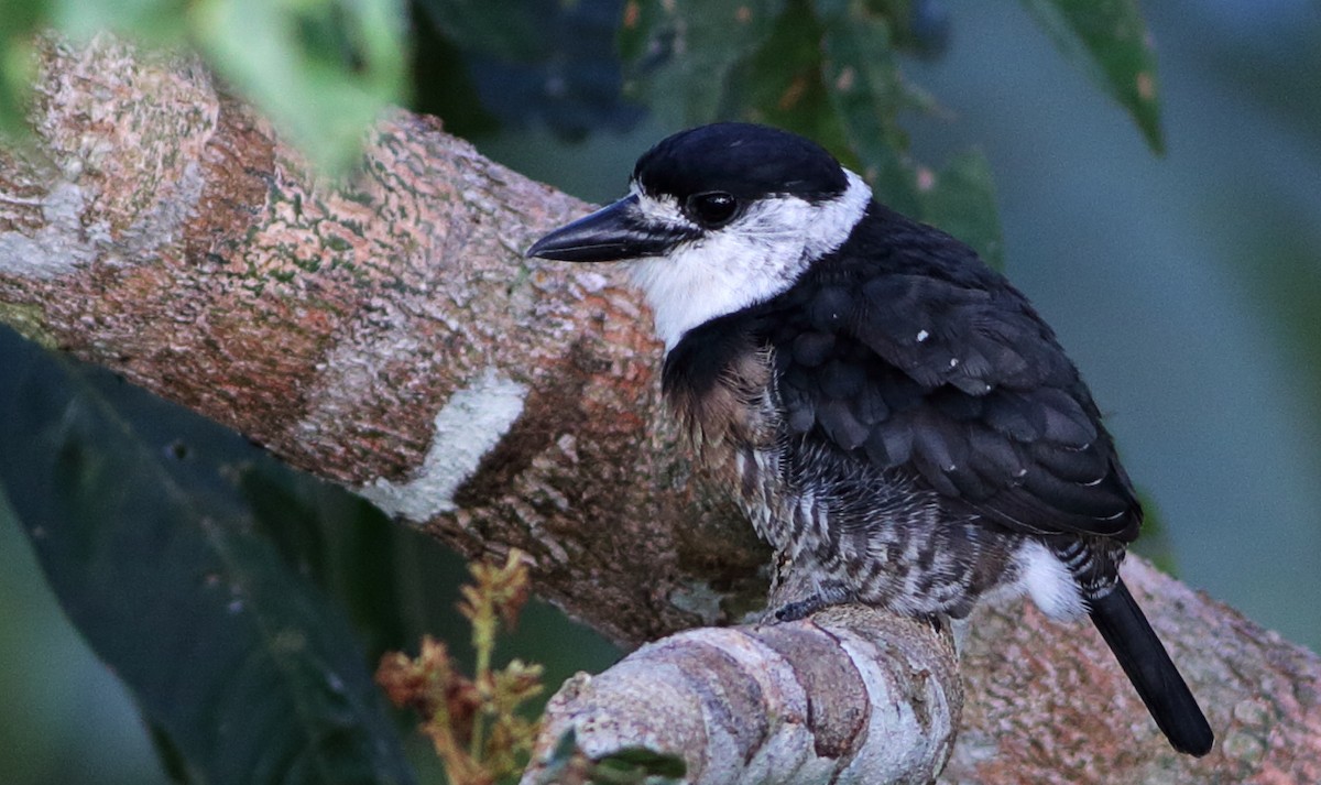Brown-banded Puffbird - Cesar Bollatty - www.birdsofperutours.com