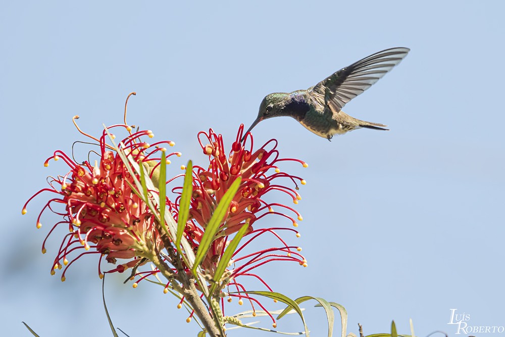 kolibřík safírový - ML258297651