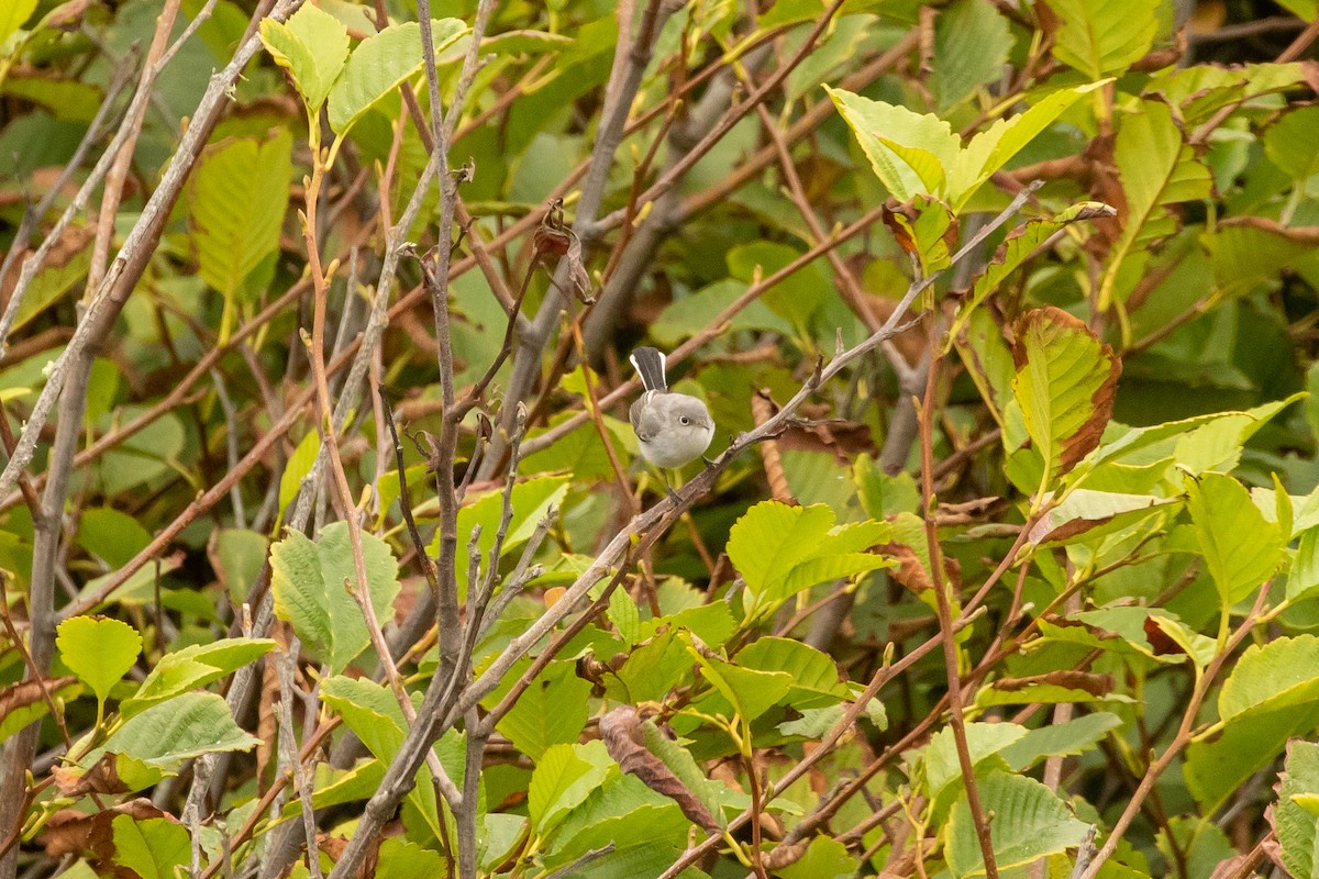 Gobemoucheron gris-bleu - ML258297971