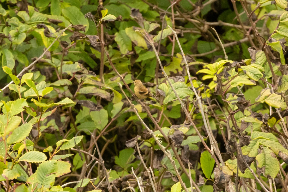 Chardonneret jaune - ML258298221