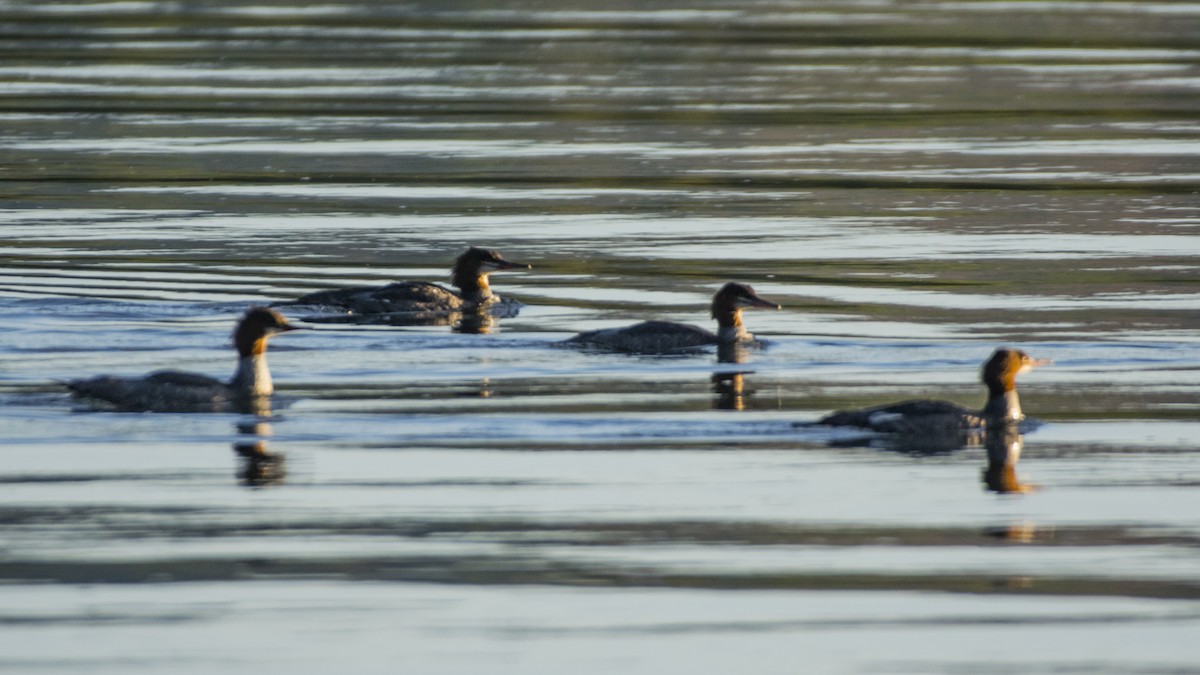 Common Merganser - ML258298411